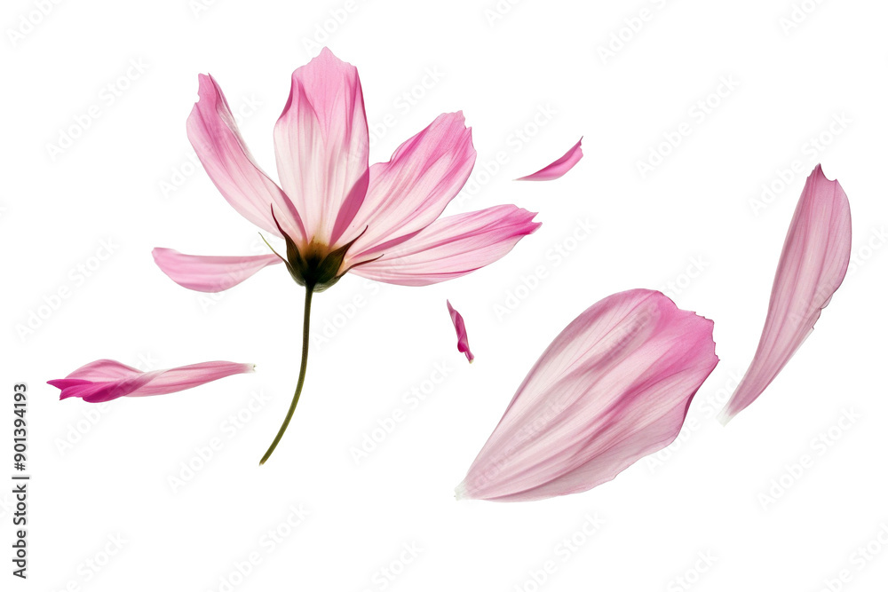 Obraz premium Falling of pink flowers with petals in the air isolated on background, spring season floral element.