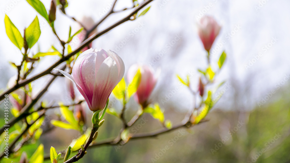 magnolia soulangeana tree blossom in springtime. tender pink flowers bathing in sunlight. warm april weather magnolia soulangeana tree blossom in springtime. tender pink flowers bathing in sunlight. warm april weather