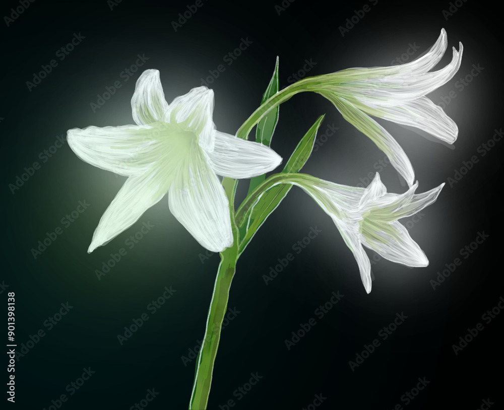 Fototapeta premium 白百合