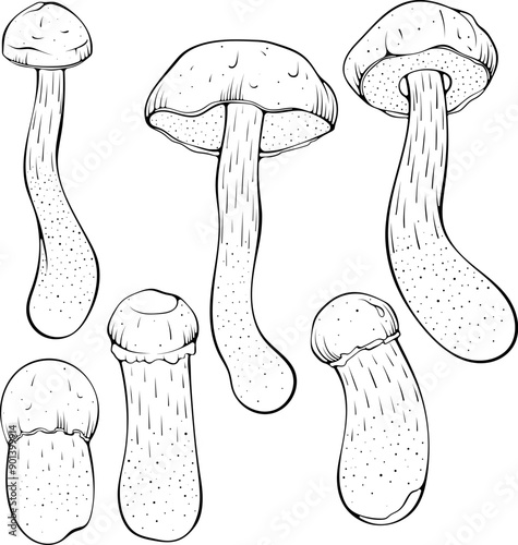 Set of brown or red cap boletus mushrooms. Aspen edible forest mushrooms. Vector illustration in hand drawn sketch doodle style. Line art graphic eco food isolated on white. Design for coloring book