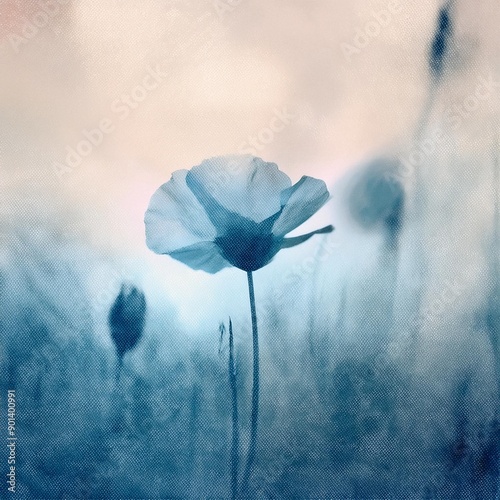 Blue poppy photo