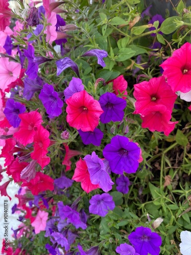 pink and purple petunias in a garden