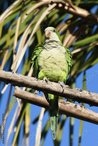 The Monk parakeet (Myiopsitta monachus) is common in woodland borders and groves, often around buildings photo