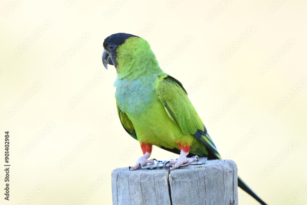 Close-up portrait of Black-hooded parakeet (Nandayus nenday)