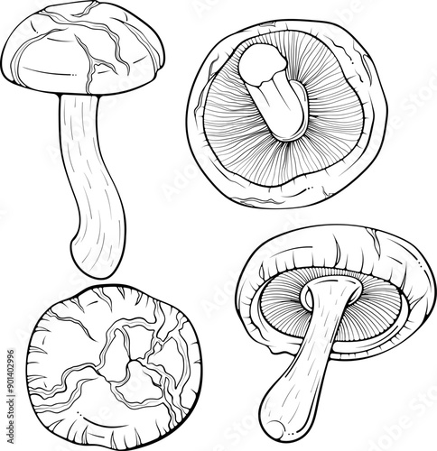 Set of shiitake mushrooms. Asian raw edible forest fungi. Vector illustration in hand drawn sketch doodle style. Line art graphic organic vegetarian food isolated on white for coloring book, print