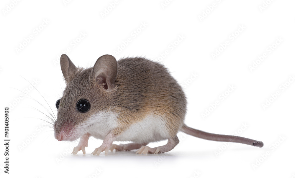 African pygmy mouse aka Mus minutoides and smallest rodent in the world, standing side ways. Looking ahead and beside camera. Isolated on a white background. African pygmy mouse aka Mus minutoides and smallest rodent in the world, standing side ways. Looking ahead and beside camera. Isolated on a white background.