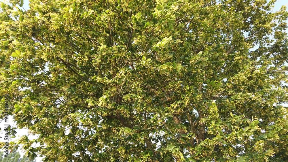 Lime tree completely covered in blossom of beautiful scented flowers. Lime tree completely covered in blossom of beautiful scented flowers.