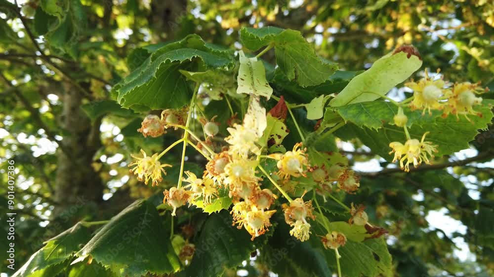 Bunch of lime tree flowers in sunlight with tree in background. Bunch of lime tree flowers in sunlight with tree in background.
