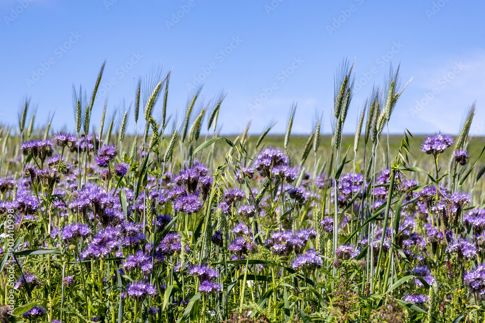 Pretty phacelia flowers at the edge of farmland in Sussex, on a sunny summer's day Pretty phacelia flowers at the edge of farmland in Sussex, on a sunny summer's day