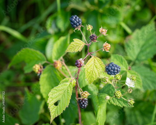 Tableau sur toile European Dewberry (Rubus caesius) close-up of fruit