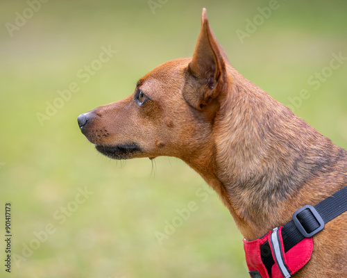 The Miniature Pinscher, also known as the Dwarf Pincher and Mini Pin closeup. Stag red Miniature Pinscher dog outdoor portrait. 