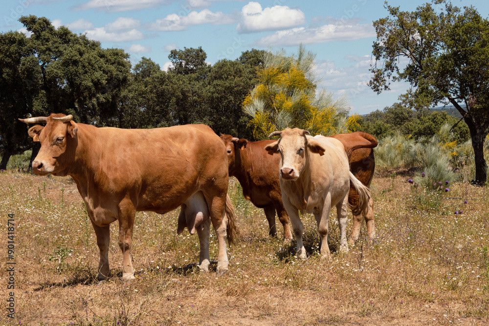 group of cows walking through a meadow full of vegetation. group of cows walking through a meadow full of vegetation.