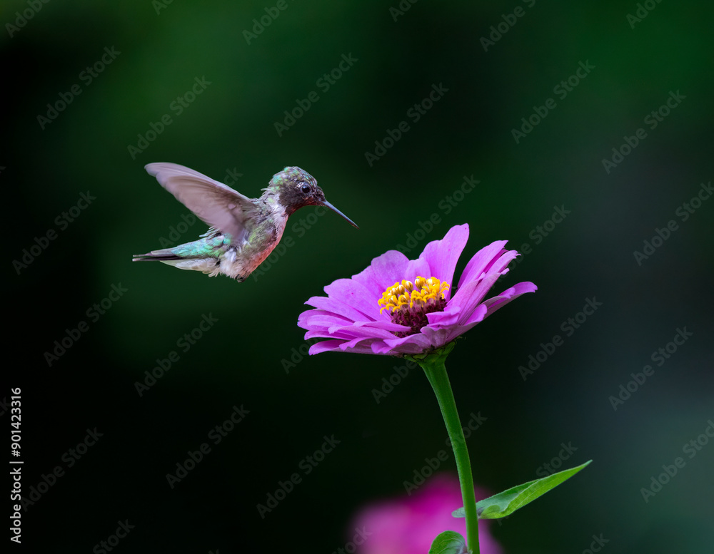 Fototapeta premium hummingbird feeding on purple flower