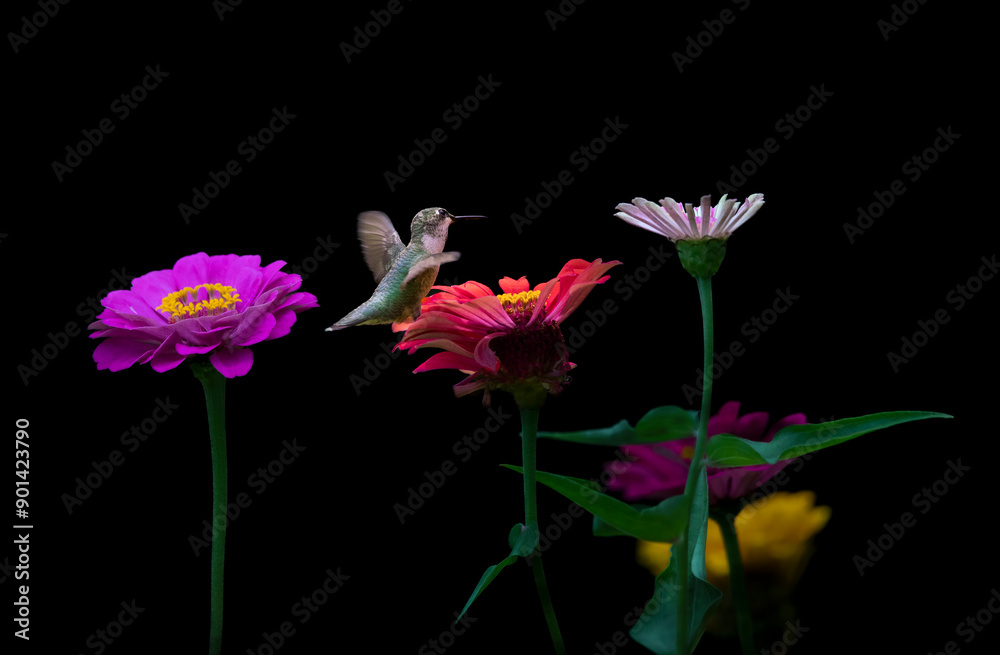 Fototapeta premium hummingbird feeding on flower