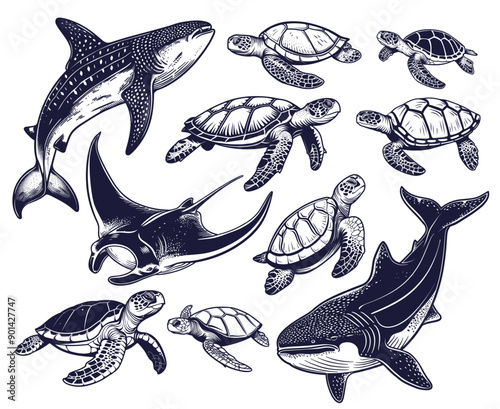 Sea animals. Whale shark giant ray turtle sea marine ocean drawing engraving ink line art, vector illustration