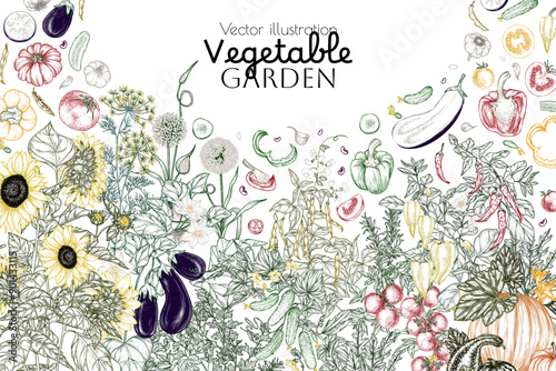 Vector vegetable garden border. Vegetables and greens. Tomatoes, cucumbers, eggplant, garlic, pumpkin, dill, rosemary, parsley, pepper, chili pepper, arugula, beans, sunflowers