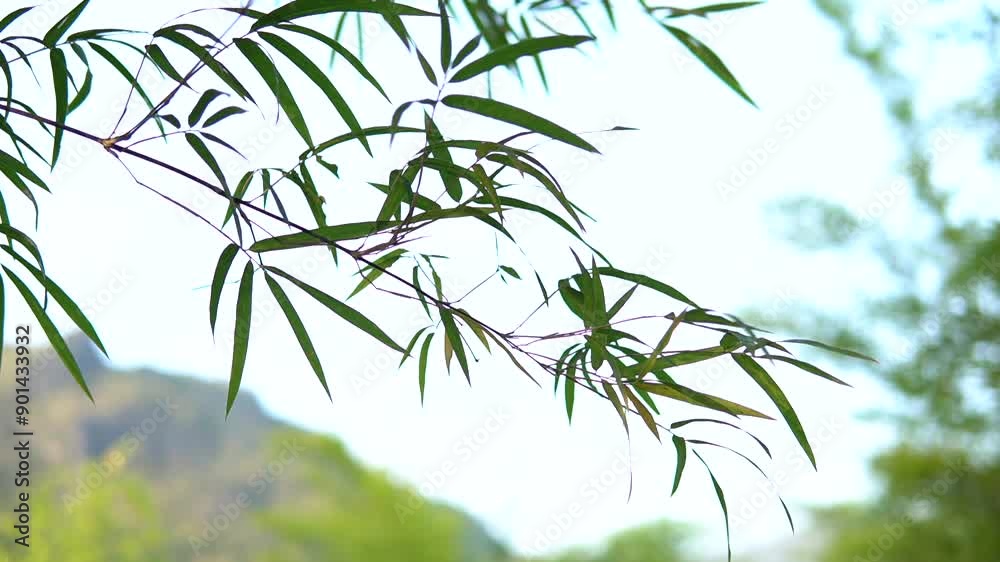 the bamboo tree made the beauty for the forest
