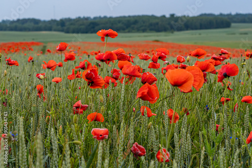 red poppies among wheat, beautiful landscape