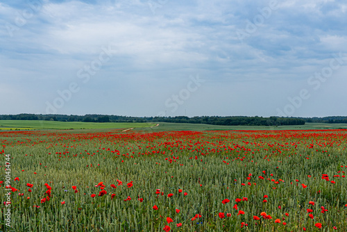 a vast field of red poppies and a country road in the distance