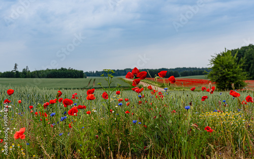 red, blue, white, yellow wildflowers at the edge of a corn field