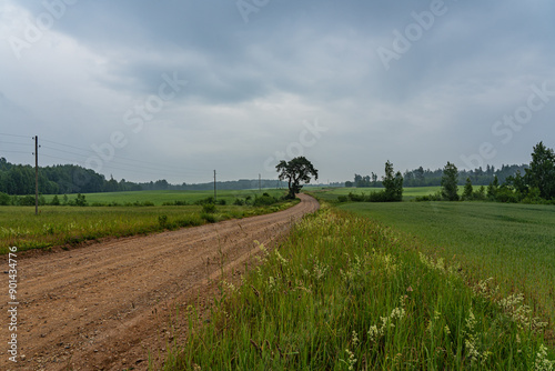 country road with a bend, pine trees by the roadside, green cereal fields