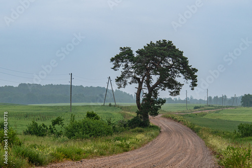 old pine tree by the side of a country road