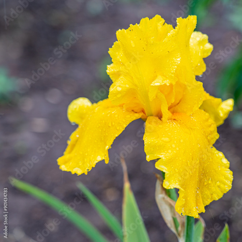 yellow iris flower on grey background