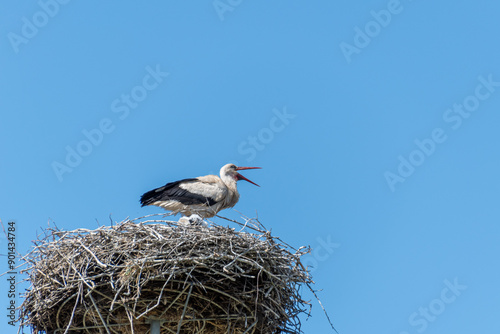 a stork pecks a red beak in its nest