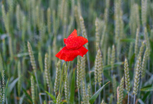 a lone red poppy flower in a wheat field