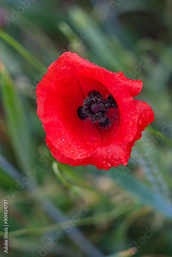 one red poppy flower in a cereal field