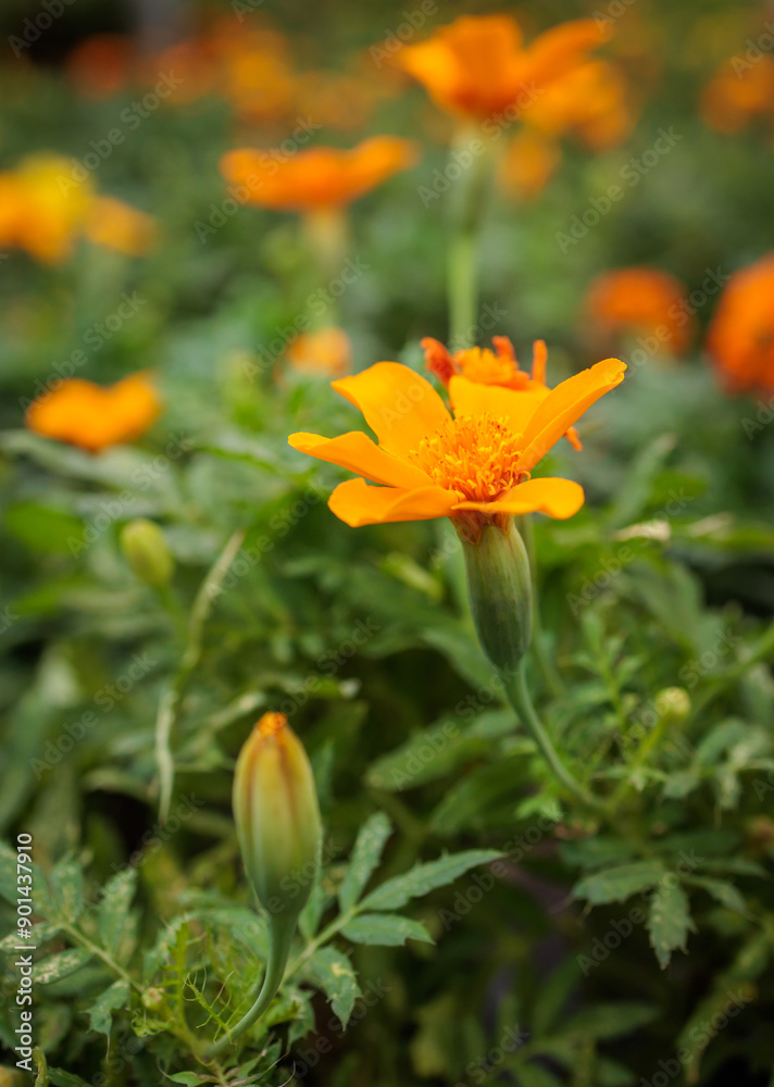 Single orange marigold flower blooming in garden Single orange marigold flower blooming in garden