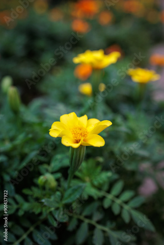 Single yellow marigold flower blooming in the garden