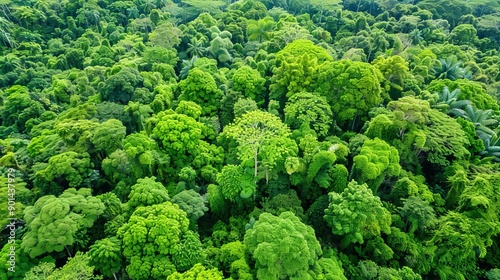 Aerial drone shot of dense jungle canopy with rich greenery, Jungle canopy, tropical rainforest