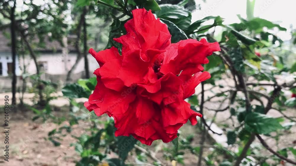 Red flower or Hibiscus rosa-sinensis in the garden. Beautiful flower blooming in the rainy season Red flower or Hibiscus rosa-sinensis in the garden. Beautiful flower blooming in the rainy season