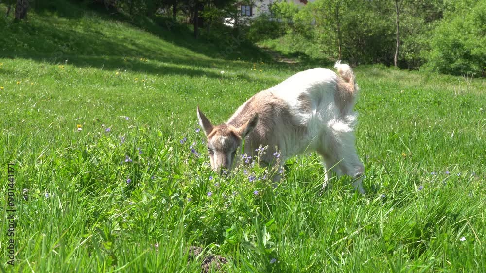 Goat and goatling at the meadow