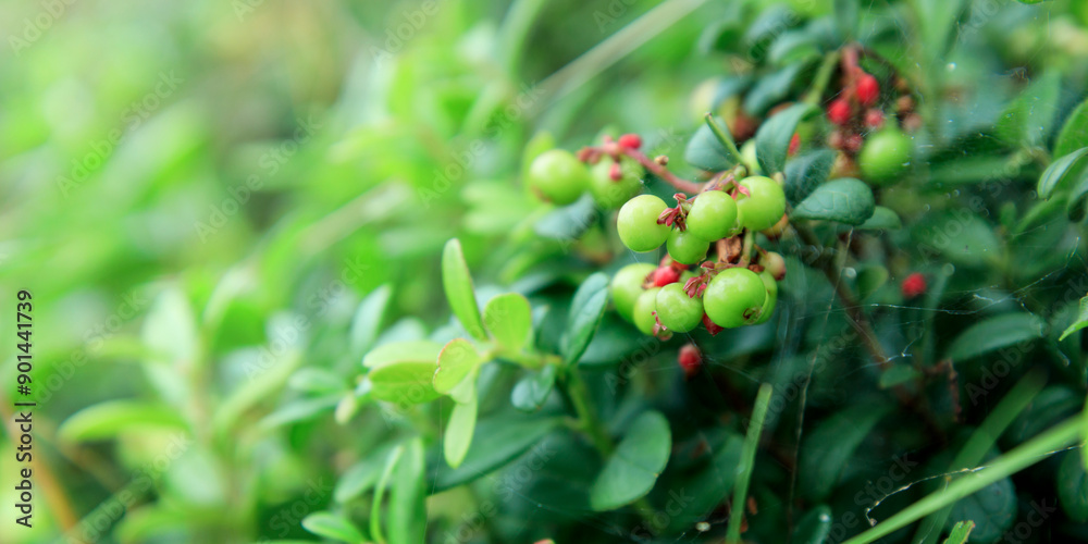 The process of growth and ripening of organic lingonberry berries, unripe green and pinkish berries. Nature background. Wild unripe partridgeberry, or cowberry grows in the forest. The process of growth and ripening of organic lingonberry berries, unripe green and pinkish berries. Nature background. Wild unripe partridgeberry, or cowberry grows in the forest.