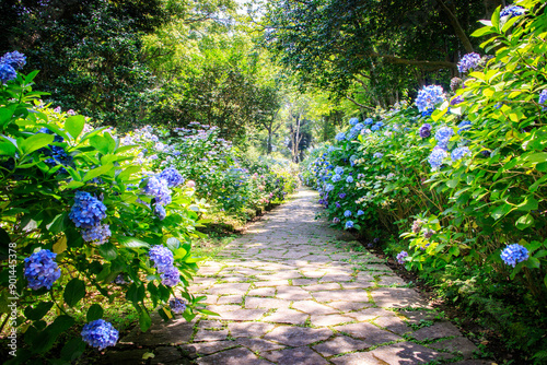 A Serene Path Through a Hydrangea-Lined Garden, Shimoda, Japan
