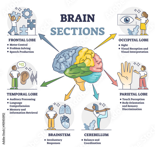 Brain sections and organ part functions in labeled anatomical outline diagram, transparent background. Medical biological explanation scheme with lobe. photo