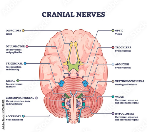 Cranial nerves pairs with anatomical sensory functions in outline diagram, transparent background. Labeled educational collection.