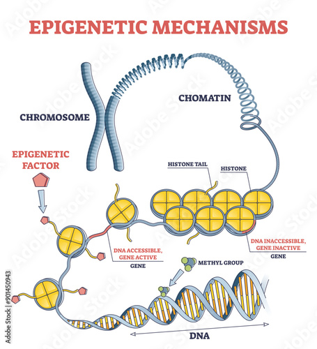 Epigenetic mechanisms as DNA acid gene protein expression in outline diagram, transparent background. Educational labeled scientific scheme with methylation.