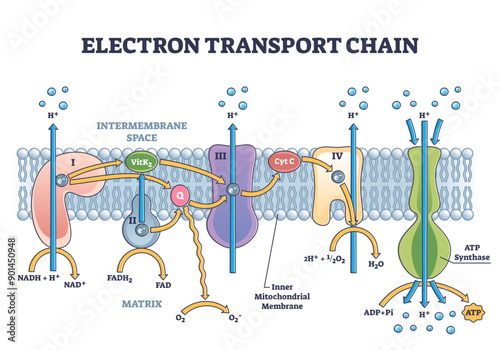Electron transport chain as respiratory embedded transporters outline diagram, transparent background. Labeled educational detailed protein complexes scheme with ATP synthase.