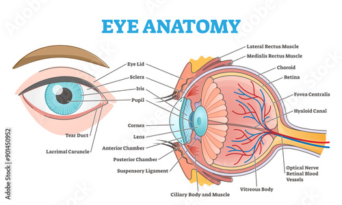 Eye anatomy with labeled structure scheme for human optic outline diagram, transparent background. Educational physiological and medical sight infographic with side and front view.