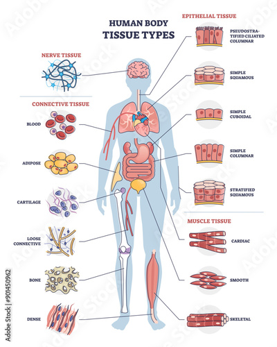 Human body tissue types with nerve, connective, muscle and epithelial outline diagram, transparent background. Labeled educational anatomical structure with microbiology elements illustration.