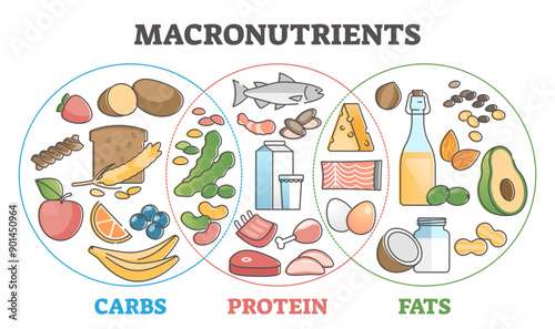 Macronutrients educational diet scheme with carbs, protein and fats outline concept, transparent background. Food chart with product examples illustration. Dieting and healthy eating diagram.