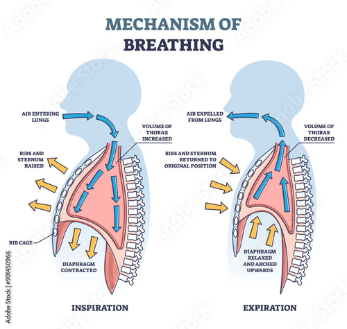 Mechanism of breathing as anatomical process explanation outline diagram, transparent background. Labeled educational scheme with inspiration or expiration differences as respiratory inhale.