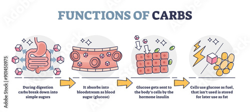 Functions of carbs and carbohydrates in digestive system outline diagram, transparent background. Educational glucose production explanation with anatomical stages illustration.