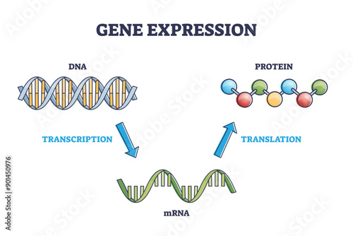 Gene expression with DNA transcription, mRNA and protein translation outline diagram, transparent background. Labeled educational simple scheme for cellular genetic synthesis process illustration.