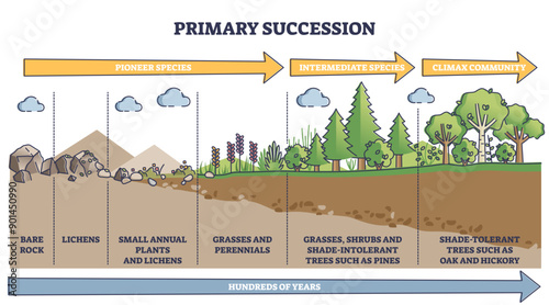 Primary succession and ecological growth process stages outline diagram, transparent background. Labeled educational species progress explanation with time axis.