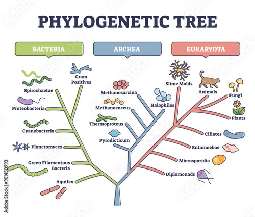 Phylogenetic tree, phylogeny or evolutionary classification outline diagram, transparent background. Labeled educational scheme with bacteria, archea and eukaryota illustration.
