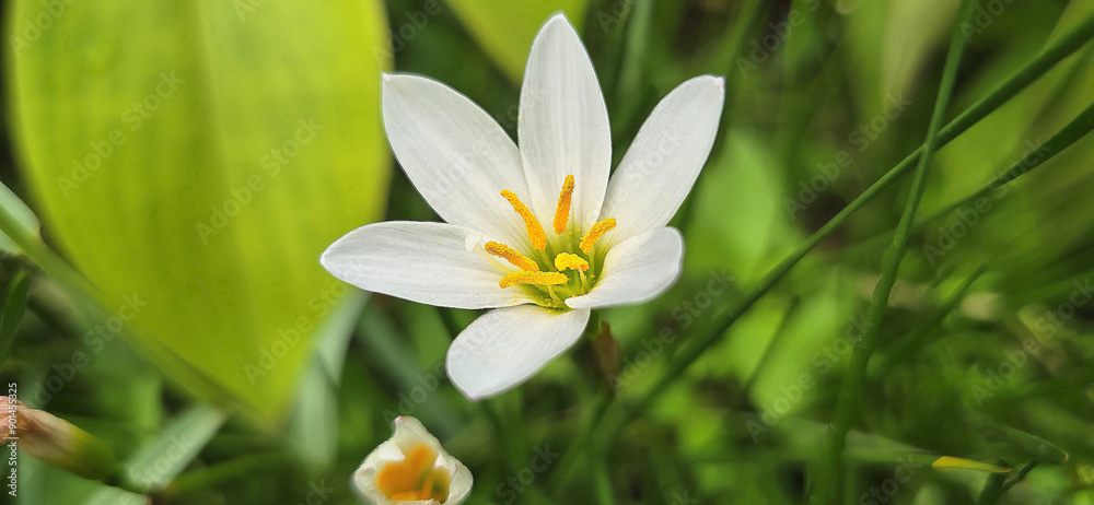Zephyranthes candida white windflower, Peruvian swamp lily, autumn zephir lily, fairy lily good for multimedia background and content Zephyranthes candida white windflower, Peruvian swamp lily, autumn zephir lily, fairy lily good for multimedia background and content